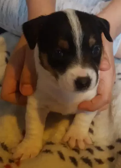 Jack Russel Yavruları