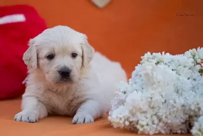 Golden Retriever Yavruları