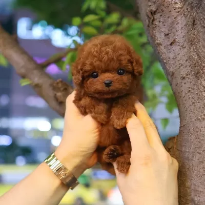 Sevgi Arsizi Kore Toy Poodle Cocuklarim
