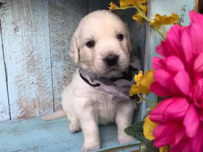 Golden Retriever Yavruları