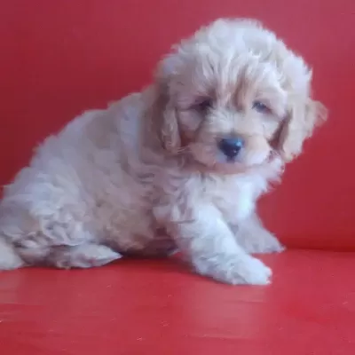 Mini Maltipoo Yavruları