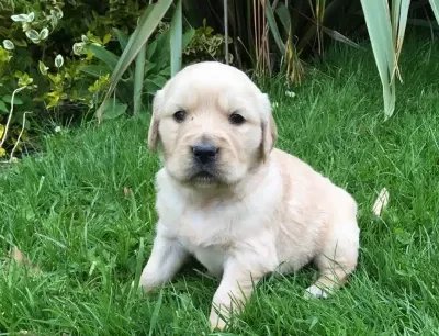 Golden Retriever Yavruları Antalya