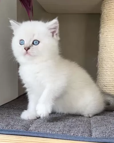 British Shorthair Yavruları