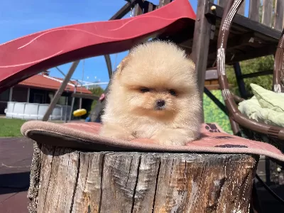 Irk Garantili Pomeranian Boo Yavruları
