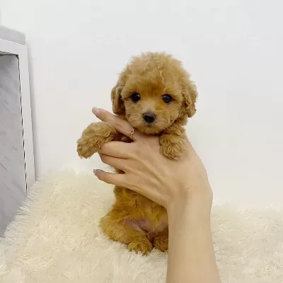 Toy Poodle Yavruları