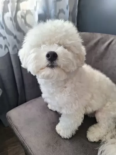 Bişon Frize Cinsi Safkan Orjinal Köpeklerimiz