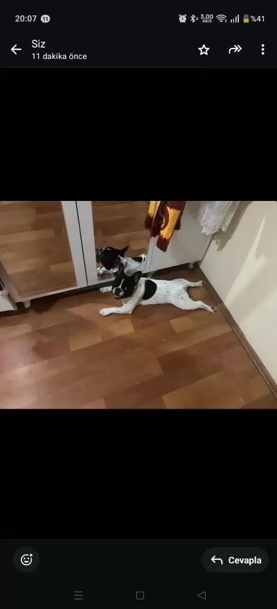 Ücretsiz Sahiplendirilecektir