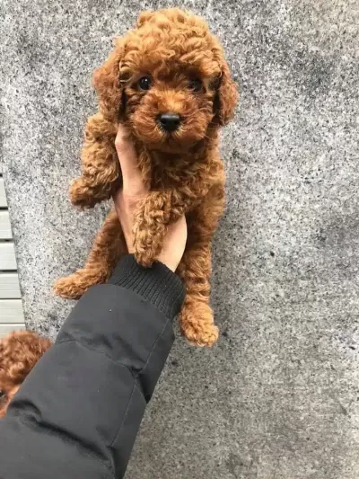 Irk Garantili Toy Poodle Yavruları