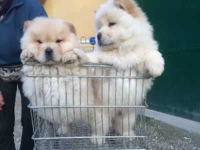 Kaliteli Chow Chow Yavruları