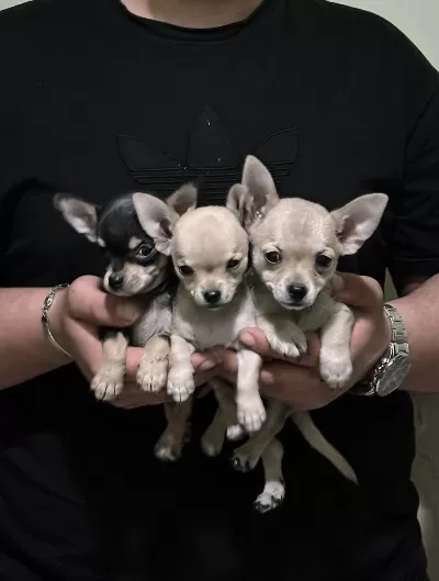 Sevimli Mini Chihuahua