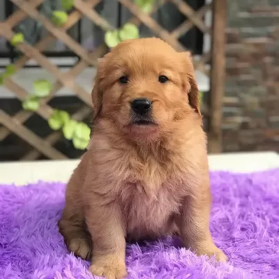 Golden Retriever Yavruları İstanbul