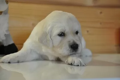 Golden Retriever Yavrusu