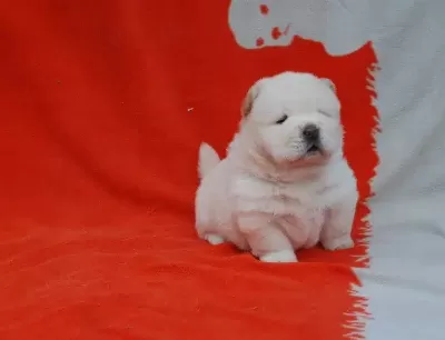 Pofuduk Chow Chow Yavruları
