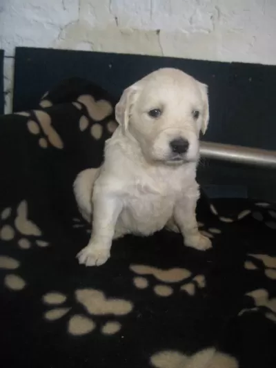 Golden Retriever Yavruları