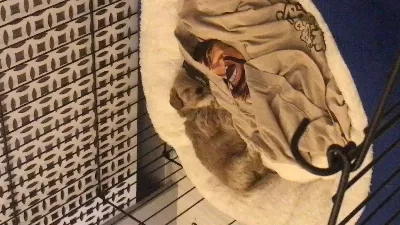 Köpeğimi Veriyorum Taşınma Nedeniyle