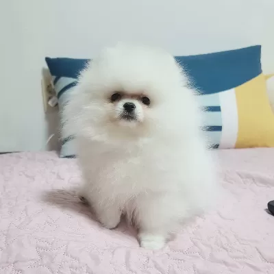 Irk Garantili Pomeranian Boo Yavruları