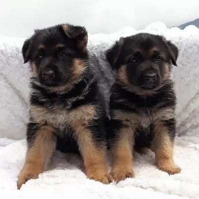 Alman Çoban Köpeği Yavruları
