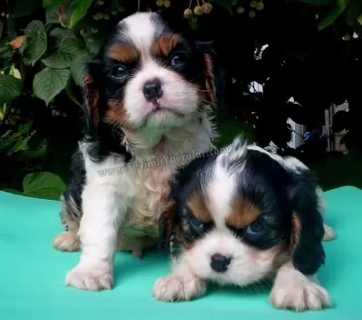 Cavalier King Charles Yavruları
