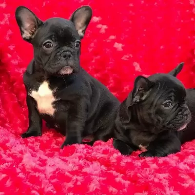French Bulldog Yavrularımız