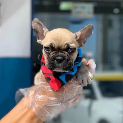 Fawn French Bulldog Yavruları