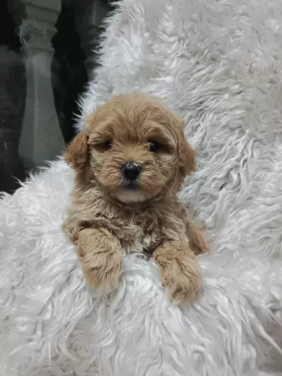 Irk Garantili Maltipoo Yavruları