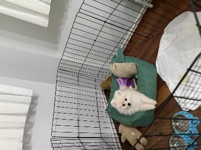Pomernian Boo 3 Aylık