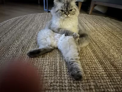 Sakin Bony Oldukça Sessiz Uyumludur. Kötü Bir Huyu Yoktur. Size Iyi Bir Can Dostu Olur