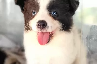 Border Collie Yavruları