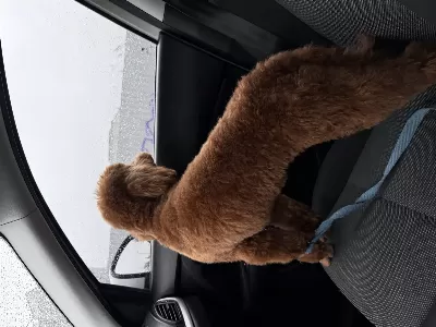 10 Aylık Aşıları Tam Maltipoo
