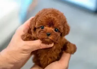 Orjinal Toy Poodle Yavruları