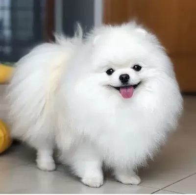 Orjinal Pomeranian Boo