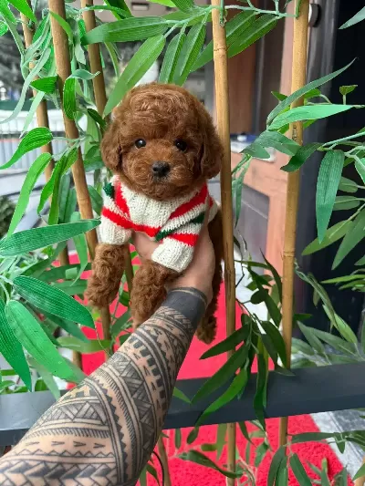 Orjinal Toy Poodle Yavruları