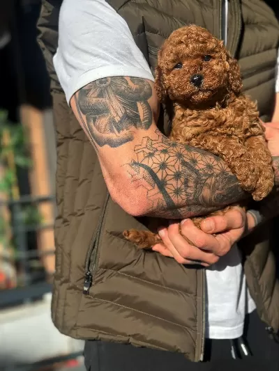 Orjinal Toy Poodle Yavruları