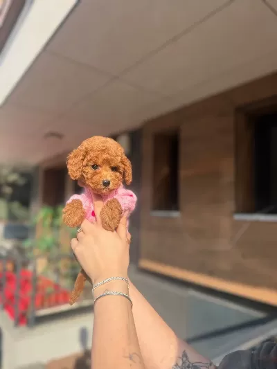Orjinal Toy Poodle Yavrularımız