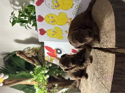 Toy Poodle Yavruları