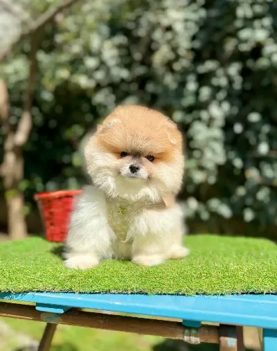 Orjinal Pomeranian Boo