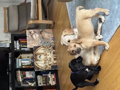 Labrador Kırması Köpeğimizin Yavrularından Son Kalan Yuva Arıyor