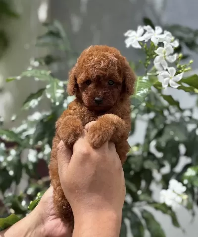 Özenle Büyütülen Aşılı Toy Poodle Yavrular
