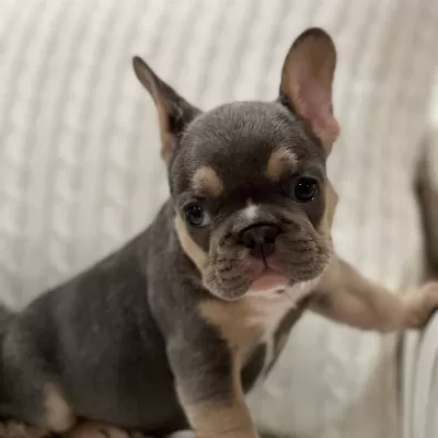 Lilac Tan French Bulldog Yavruları