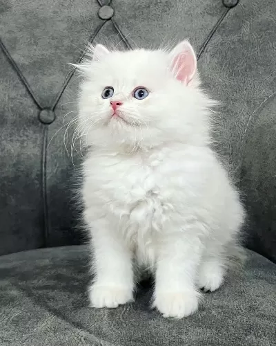 British Longhair Yavrular