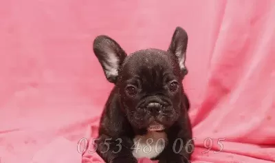 French Bulldog Yavruları