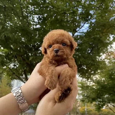 Toy Poodle Yavruları