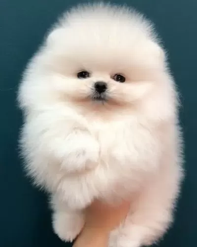 Irk Garantili Pomeranian Yavruları