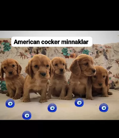 Tuvalet Eğitimli Minnaklarım...
