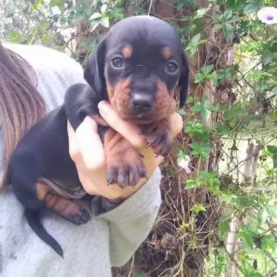 Irk Garantili Dachshund Yavruları