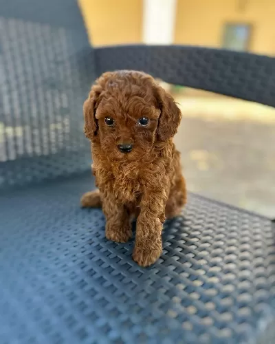 Irk Garantili Toy Poodle Yavruları