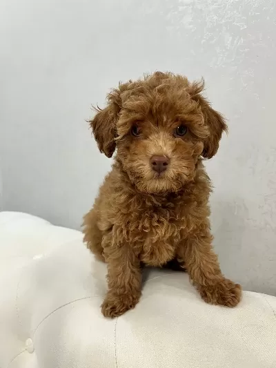 Yavru Toy Poodle Dişi Erkek