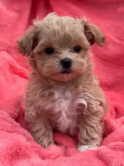 Irk Garantili Maltipoo Yavruları