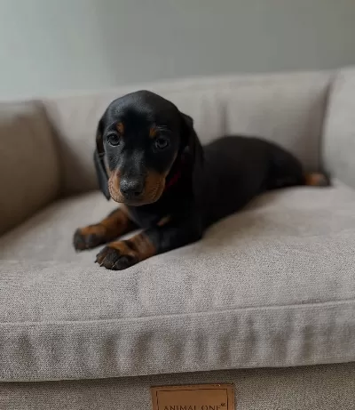Irk Garantili Dachshund Yavruları