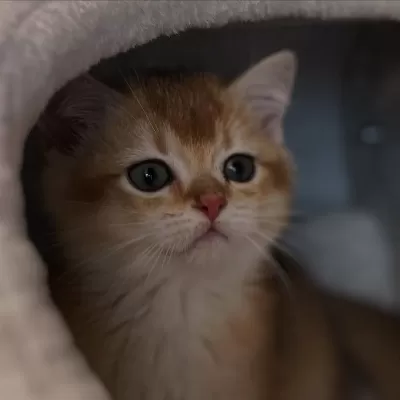 Golden British Shorthair Yavruları